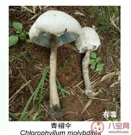 有毒野生菌种类一览 加工食用野生菌应该注意哪些问题