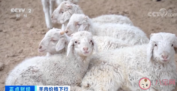 羊肉价格降幅超三成是什么原因 下半年羊肉还会涨价吗