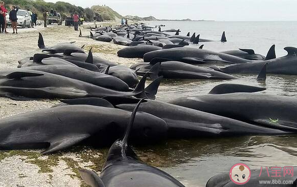 鲸类为何频繁搁浅 专家解读鲸类搁浅原因