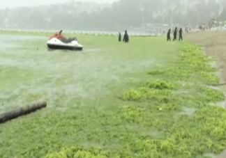 专家称青岛浒苔可能会长期存在于近海 青岛15年浒苔哪里来