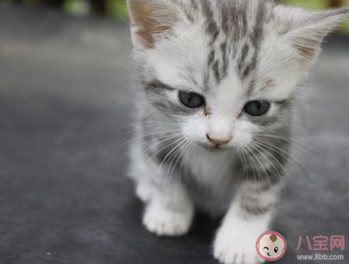 有俗语说猫有九条命这是真的吗 蚂蚁庄园7月22日答案