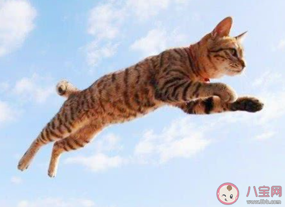 有俗语说猫有九条命这是真的吗 蚂蚁庄园7月22日答案
