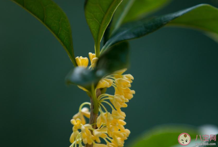 八月桂花香的唯美说说 八月桂花飘香朋友圈