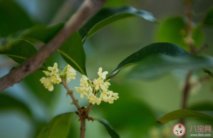 八月桂花香的唯美说说 八月桂花飘香朋友圈