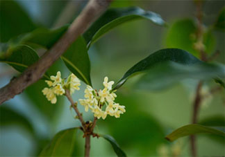 八月桂花香的唯美说说 八月桂花飘香朋友圈