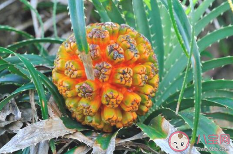 山菠萝和普通菠萝有什么区别 山菠萝能不能多吃