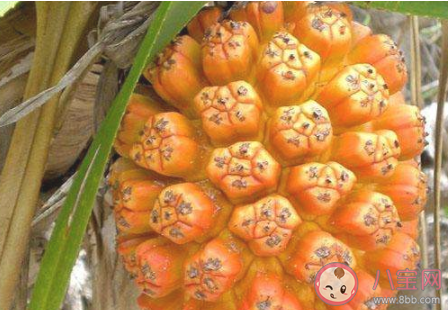 山菠萝和普通菠萝有什么区别 山菠萝能不能多吃