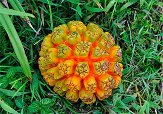 山菠萝和普通菠萝有什么区别 山菠萝能不能多吃