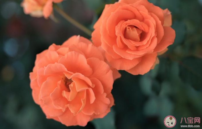 女生为什么一直试探自己的男朋友 女朋友总是试探我怎么办