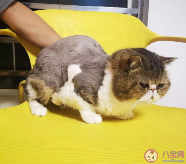 猫毛会吸进肺里对身体有害吗 养猫人如何清理猫毛