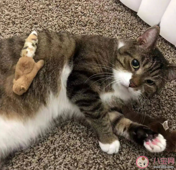 养猫更容易得哮喘吗 有哮喘可以养猫吗