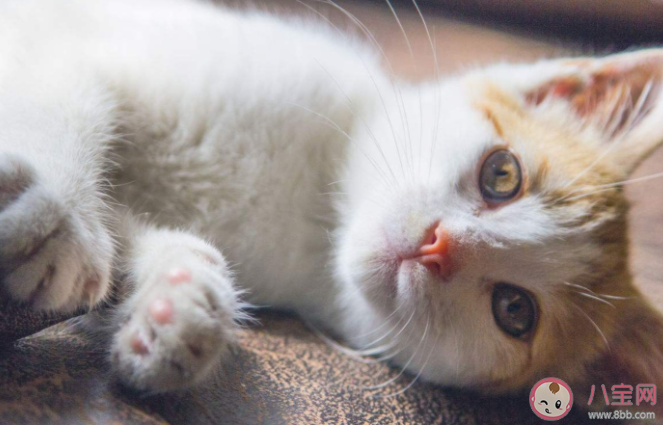 猫掉毛很严重会让人过敏吗 猫毛过敏如何预防 猫掉毛很严重会让人过敏吗 猫毛过敏如何预防