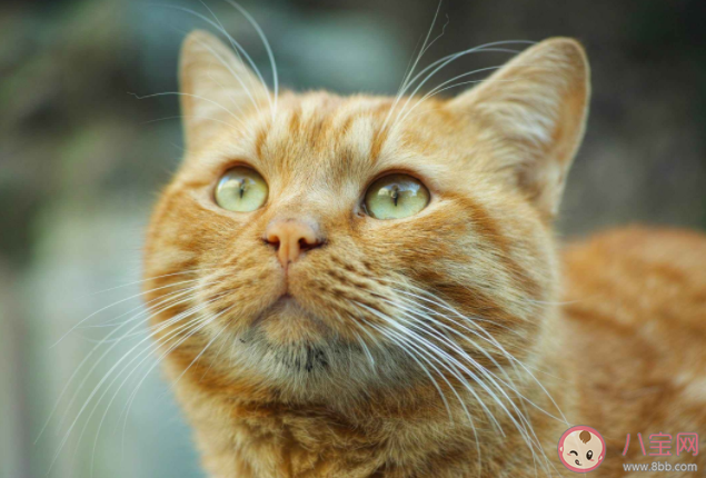 猫掉毛很严重会让人过敏吗 猫毛过敏如何预防 猫掉毛很严重会让人过敏吗 猫毛过敏如何预防