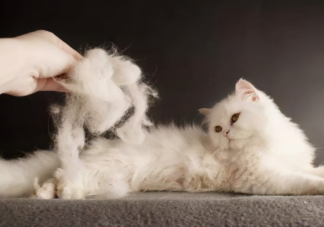 猫毛会吸进肺里对身体有害吗 养猫人如何清理猫毛