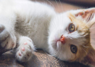 猫掉毛很严重会让人过敏吗 猫毛过敏如何预防