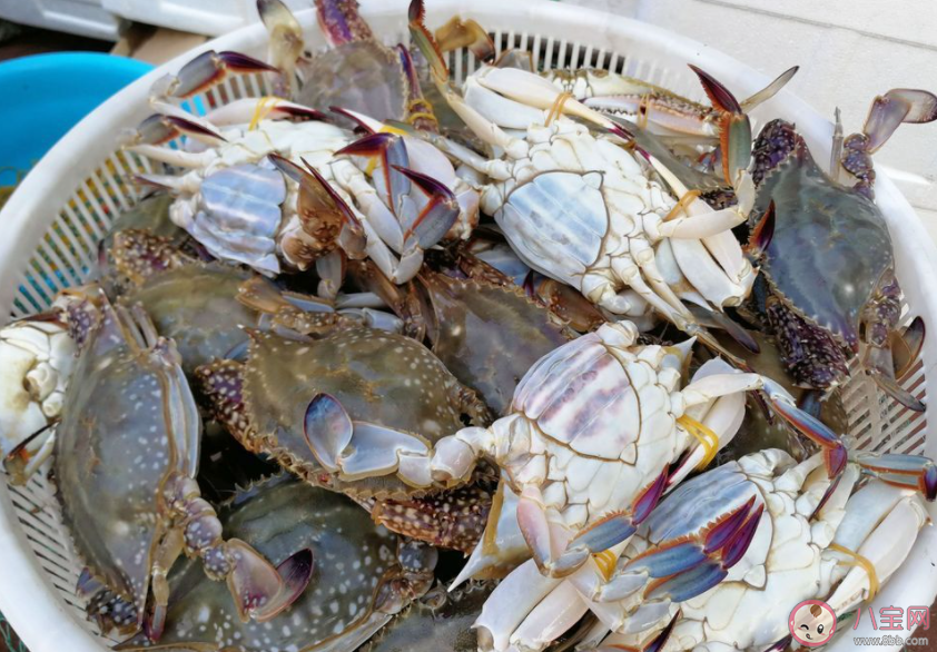 东海开海梭子蟹同比降价两成 梭子蟹为什么降价了 东海开海梭子蟹同比降价两成 梭子蟹为什么降价了