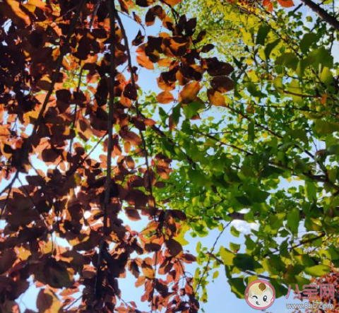 入秋的感觉入秋的心情句子 入秋了一句话感受说说 入秋的感觉入秋的心情句子 入秋了一句话感受说说