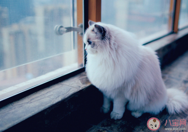 猫咪为什么喜欢看窗外 怎么让猫咪安全看窗外