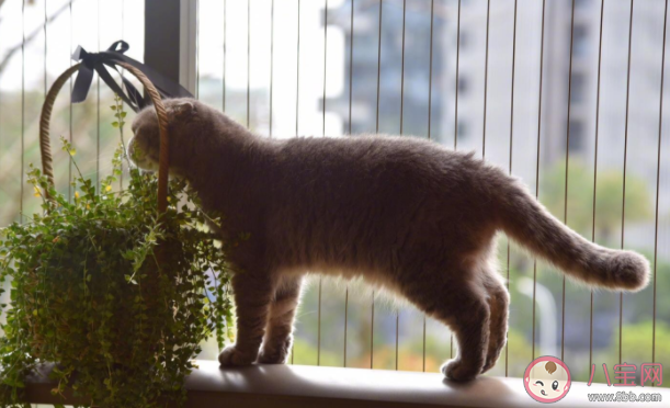 猫咪为什么喜欢看窗外 怎么让猫咪安全看窗外