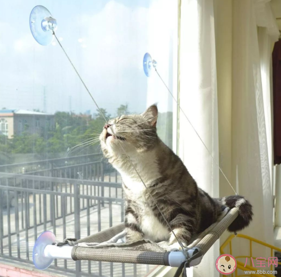 猫咪为什么喜欢看窗外 怎么让猫咪安全看窗外
