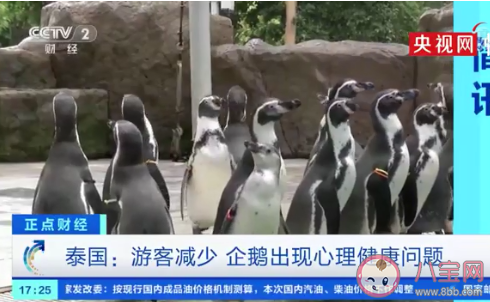 游客减少导致企鹅出现心理问题 企鹅也会不开心吗