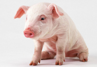 蚂蚁庄园猪真的很笨吗 8月12日正确答案