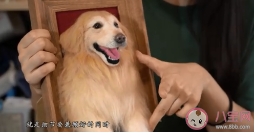手艺人用羊毛毡再现去世萌宠 羊毛毡是什么样的工艺
