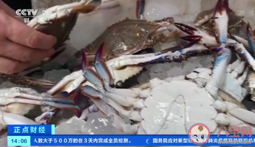 梭子蟹比去年便宜30% 梭子蟹有什么营养价值 梭子蟹比去年便宜30% 梭子蟹有什么营养价值