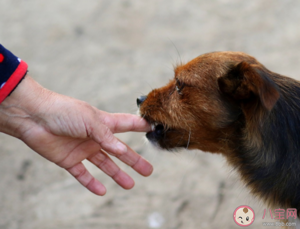 动物咬伤后的最新处理方法 被宠物兔鼠咬伤要打狂犬病疫苗吗