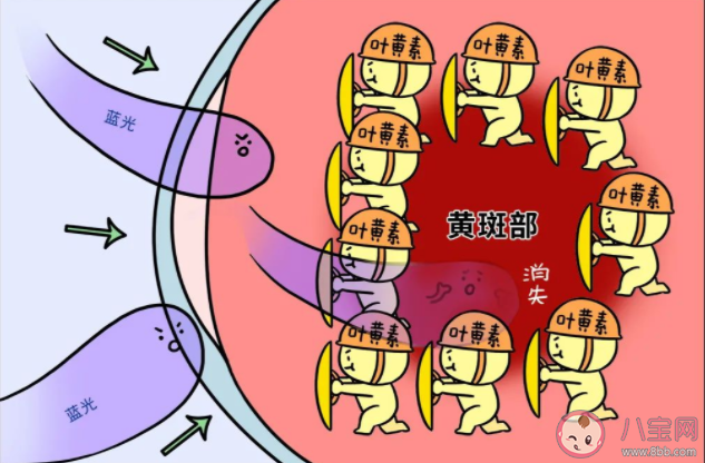 叶黄素该怎么吃吃多少 叶黄素对眼睛的功效有哪些