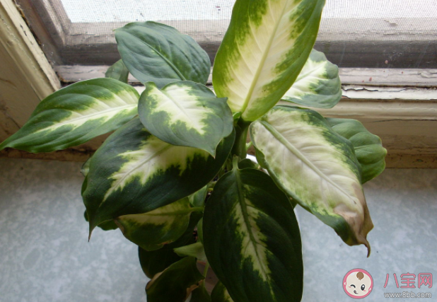 哪些花草猫猫吃了会中毒 家里养猫不宜养的植物