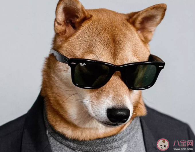 有哪些适合单身狗发的七夕文案2021 单身狗七夕文案搞笑句子 有哪些适合单身狗发的七夕文案2021 单身狗七夕文案搞笑句子