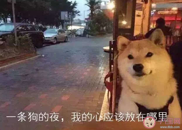 有哪些适合单身狗发的七夕文案2021 单身狗七夕文案搞笑句子 有哪些适合单身狗发的七夕文案2021 单身狗七夕文案搞笑句子