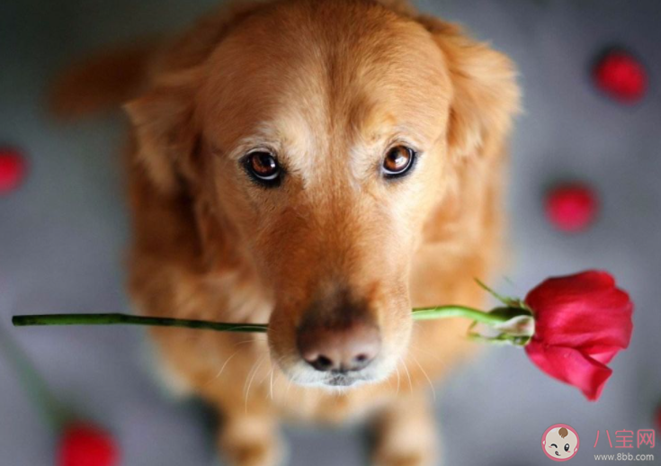 有哪些适合单身狗发的七夕文案2021 单身狗七夕文案搞笑句子 有哪些适合单身狗发的七夕文案2021 单身狗七夕文案搞笑句子