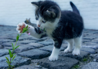哪些花草猫猫吃了会中毒 家里养猫不宜养的植物
