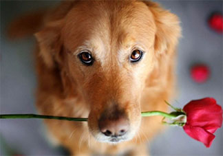 有哪些适合单身狗发的七夕文案2021 单身狗七夕文案搞笑句子