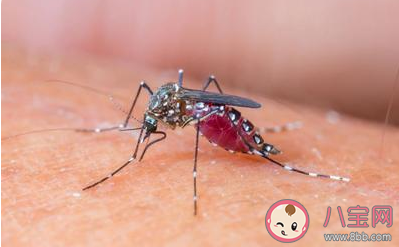 被蚊子咬了用指甲在蚊子包上画十字止痒是好方法吗 蚂蚁庄园8月15日答案