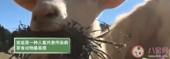 炭疽病有哪些危害 普通人怎样预防炭疽
