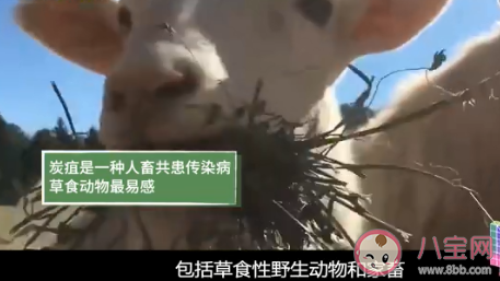 感染炭疽病毒什么症状 怎样预防炭疽病毒