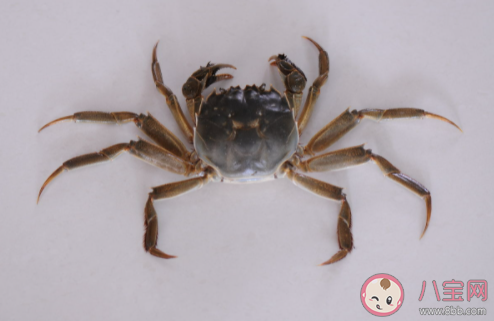 一般来说螃蟹煮熟后为什么会变红 蚂蚁庄园8月18日答案