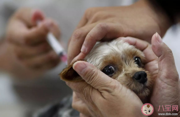哪些动物会传染狂犬病 被动物抓伤咬伤要怎么办