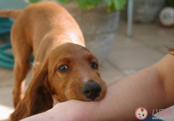 哪些动物会传染狂犬病 被动物抓伤咬伤要怎么办