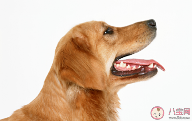哪些动物会传染狂犬病 被动物抓伤咬伤要怎么办