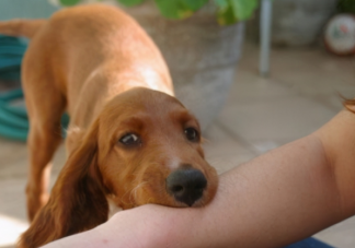 哪些动物会传染狂犬病 被动物抓伤咬伤要怎么办