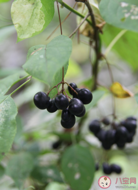 哪些植物吃了会躺板板 哪些植物有毒不能碰