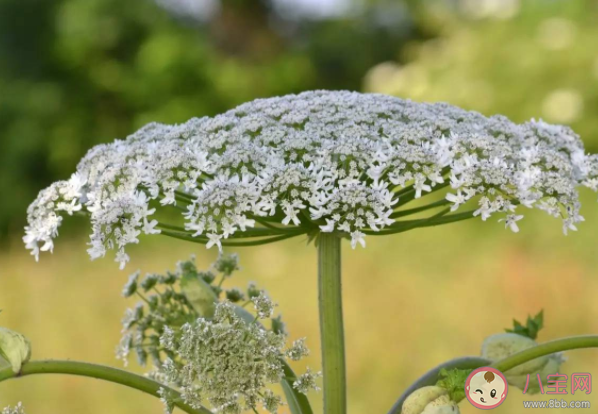 哪些植物吃了会躺板板 哪些植物有毒不能碰