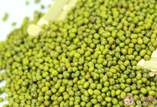 绿豆不能像黄豆一样打出豆浆原因与什么有关 蚂蚁庄园8月25日答案