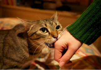 小猫老是咬人怎么回事 小猫总是咬人怎么教育