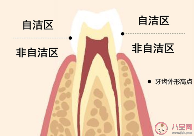 长期不刷牙会引发肺炎吗 刷牙最重要的是刷哪里