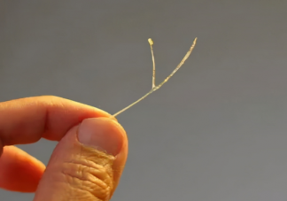 鱼刺卡喉哪些事情不要做 鱼刺卡喉正确急救处理方法